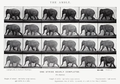 Eadweard Muybridge: The Amble (b/w photo) بواسطة ايدويرد مويبريدج
