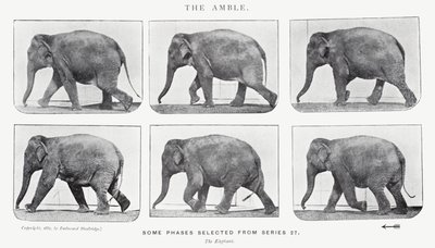 إيدويرد مويبريدج: The Amble بواسطة ايدويرد مويبريدج