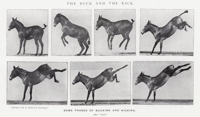 Eadweard Muybridge: The Buck and the Kick (صورة b / w) بواسطة ايدويرد مويبريدج