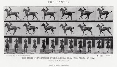 Eadweard Muybridge: The Canter (صورة b / w) بواسطة ايدويرد مويبريدج