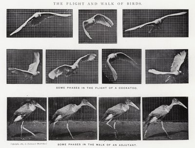 Eadweard Muybridge: The Flight and Walk of Birds (صورة b / w) بواسطة ايدويرد مويبريدج