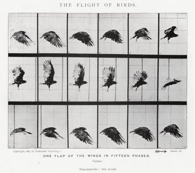 Eadweard Muybridge: The Flight of Birds (b/w photo) بواسطة ايدويرد مويبريدج
