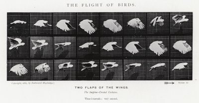 Eadweard Muybridge: The Flight of Birds (صورة b / w) بواسطة ايدويرد مويبريدج