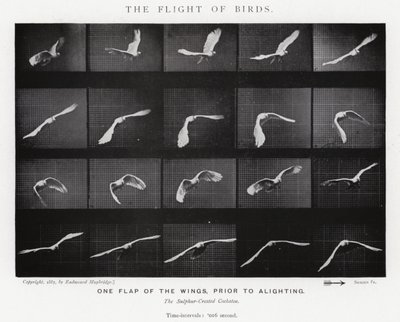 Eadweard Muybridge: The Flight of Birds (صورة b / w) بواسطة ايدويرد مويبريدج