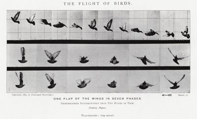 Eadweard Muybridge: The Flight of Birds (صورة b / w) بواسطة ايدويرد مويبريدج