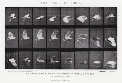 Eadweard Muybridge: The Flight of Birds (صورة b / w) بواسطة ايدويرد مويبريدج