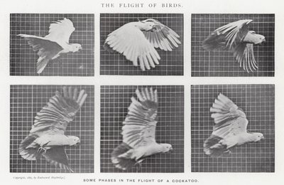 Eadweard Muybridge: The Flight of Birds (صورة b / w) بواسطة ايدويرد مويبريدج