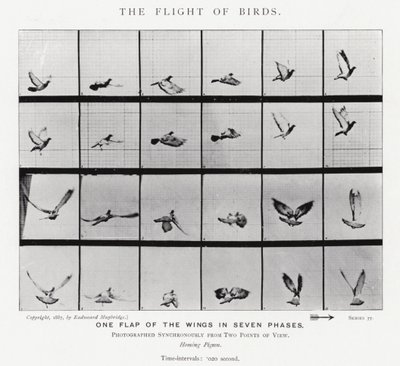 Eadweard Muybridge: The Flight of Birds (صورة b / w) بواسطة ايدويرد مويبريدج