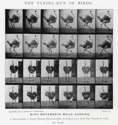 Eadweard Muybridge: The Flying-Run of Birds (صورة b / w) بواسطة ايدويرد مويبريدج