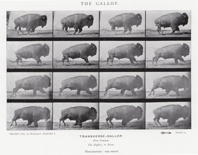 Eadweard Muybridge: The Gallop (b/w photo) بواسطة ايدويرد مويبريدج