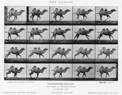 Eadweard Muybridge: The Gallop (b/w photo) بواسطة ايدويرد مويبريدج