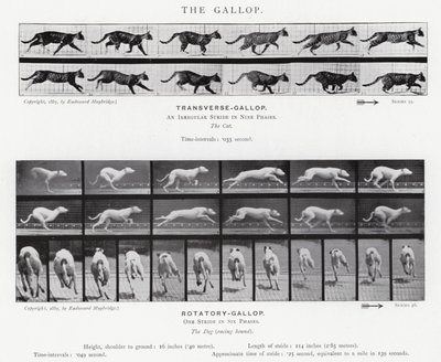 Eadweard Muybridge: غالوب (b / w photo) بواسطة ايدويرد مويبريدج