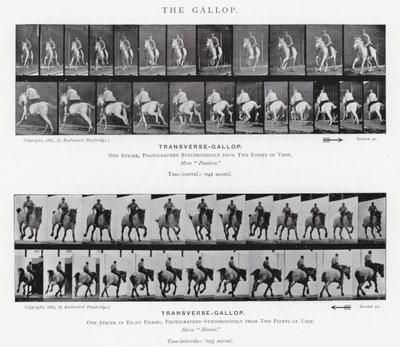 Eadweard Muybridge: غالوب (b / w photo) بواسطة ايدويرد مويبريدج