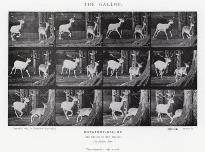 Eadweard Muybridge: غالوب (b / w photo) بواسطة ايدويرد مويبريدج