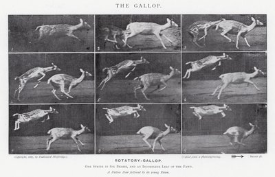Eadweard Muybridge: غالوب (b / w photo) بواسطة ايدويرد مويبريدج