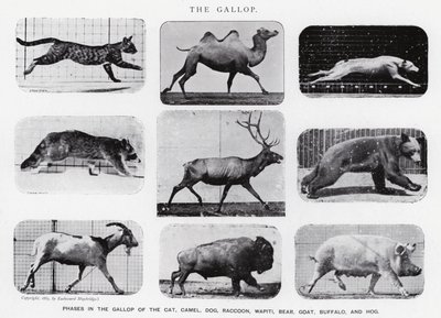Eadweard Muybridge: غالوب (b / w photo) بواسطة ايدويرد مويبريدج