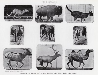 Eadweard Muybridge: غالوب (b / w photo) بواسطة ايدويرد مويبريدج
