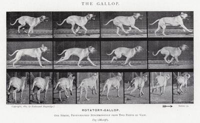 Eadweard Muybridge: غالوب (b / w photo) بواسطة ايدويرد مويبريدج