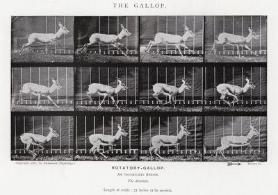 Eadweard Muybridge: غالوب (b / w photo) بواسطة ايدويرد مويبريدج