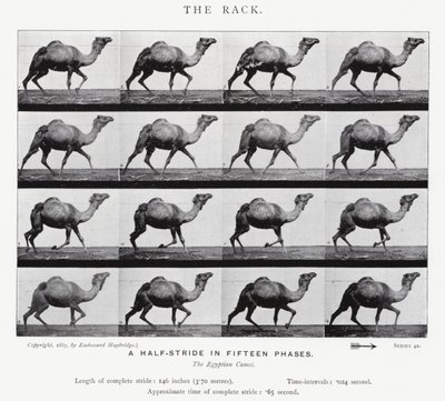 Eadweard Muybridge: The Rack (صورة b / w) بواسطة ايدويرد مويبريدج