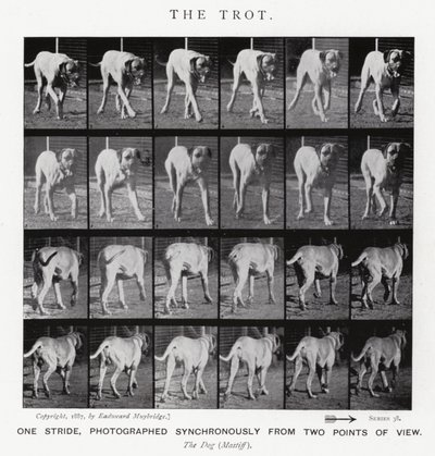 Eadweard Muybridge: The Trot (b/w photo) بواسطة ايدويرد مويبريدج