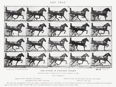 Eadweard Muybridge: The Trot (صورة b / w) بواسطة ايدويرد مويبريدج