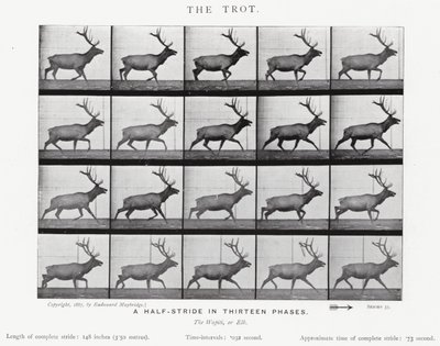 Eadweard Muybridge: The Trot (صورة b / w) بواسطة ايدويرد مويبريدج
