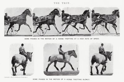 Eadweard Muybridge: The Trot (صورة b / w) بواسطة ايدويرد مويبريدج