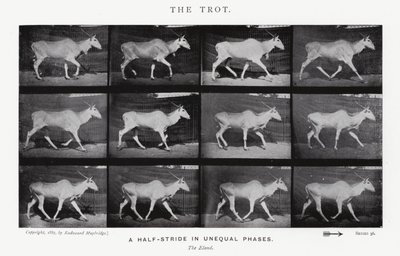 Eadweard Muybridge: The Trot (صورة b / w) بواسطة ايدويرد مويبريدج