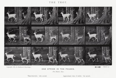 Eadweard Muybridge: The Trot (صورة b / w) بواسطة ايدويرد مويبريدج