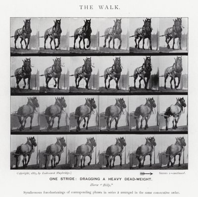 Eadweard Muybridge: The Walk (b/w photo) بواسطة ايدويرد مويبريدج