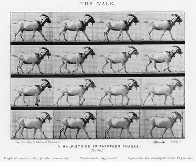 Eadweard Muybridge: The Walk (b/w photo) بواسطة ايدويرد مويبريدج