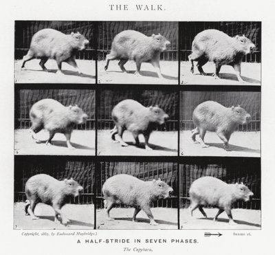 Eadweard Muybridge: The Walk (b/w photo) بواسطة ايدويرد مويبريدج