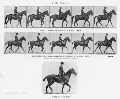 Eadweard Muybridge: The Walk (b/w photo) بواسطة ايدويرد مويبريدج