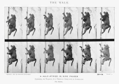 Eadweard Muybridge: The Walk (صورة b / w) بواسطة ايدويرد مويبريدج