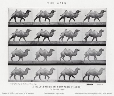 Eadweard Muybridge: The Walk (صورة b / w) بواسطة ايدويرد مويبريدج