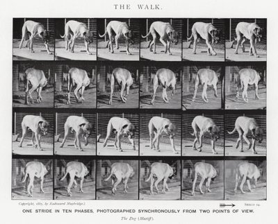 Eadweard Muybridge: The Walk (صورة b / w) بواسطة ايدويرد مويبريدج