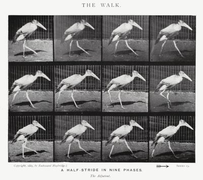 Eadweard Muybridge: The Walk (صورة b / w) بواسطة ايدويرد مويبريدج