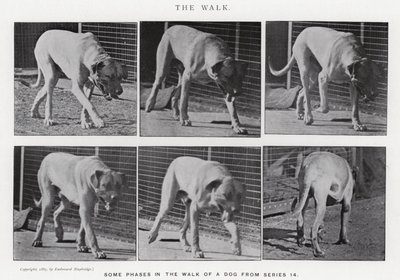 Eadweard Muybridge: The Walk (صورة b / w) بواسطة ايدويرد مويبريدج