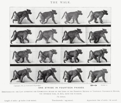 Eadweard Muybridge: The Walk (صورة b / w) بواسطة ايدويرد مويبريدج