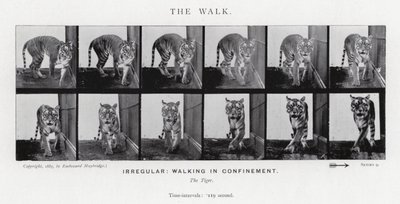 Eadweard Muybridge: The Walk (صورة b / w) بواسطة ايدويرد مويبريدج