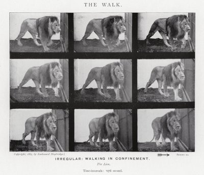Eadweard Muybridge: The Walk (صورة b / w) بواسطة ايدويرد مويبريدج