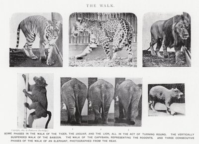 Eadweard Muybridge: The Walk (صورة b / w) بواسطة ايدويرد مويبريدج