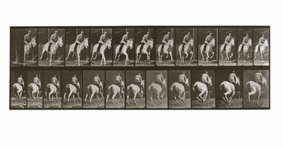 حصان راكض مع راكب ، لوحة 635 من تحريك الحيوانات ، 1887 بواسطة ايدويرد مويبريدج