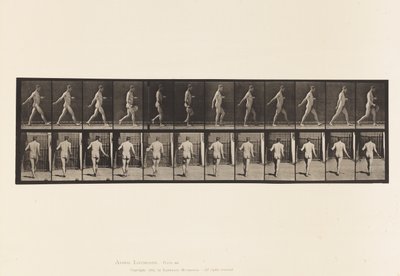 اللوحة 389. مزارع البذور المتناثرة 1872-1885 بواسطة ايدويرد مويبريدج