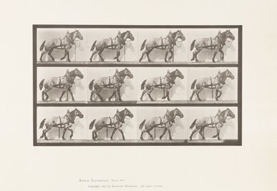 اللوحة 567.Hauling ؛ الحصان البلجيكي الرمادي الداكن بيلي ، 1885 بواسطة ايدويرد مويبريدج
