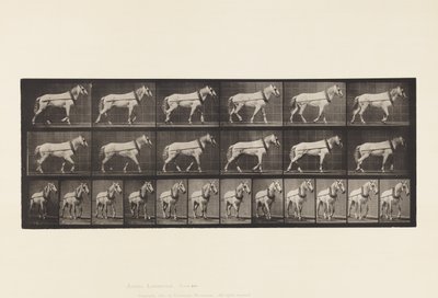 اللوحة 571.Hauling ؛ رمادي فاتح ماري جونسون ، 1885 بواسطة ايدويرد مويبريدج