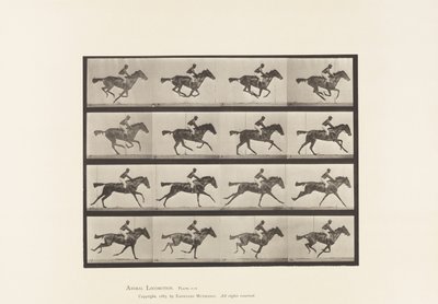لوحة 626. خليج أصيل Mare Annie G. بواسطة ايدويرد مويبريدج
