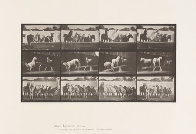Plate 651.A, Bell ringing; B, Teeter Board; C, Military Drill بواسطة ايدويرد مويبريدج
