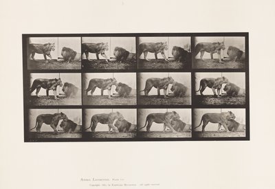 Plate 727. Lioness; Walking; Lion; Lying Down بواسطة ايدويرد مويبريدج